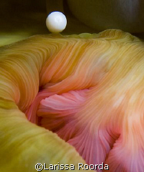 Mystic flow--  anemone stomach opening. by Larissa Roorda 